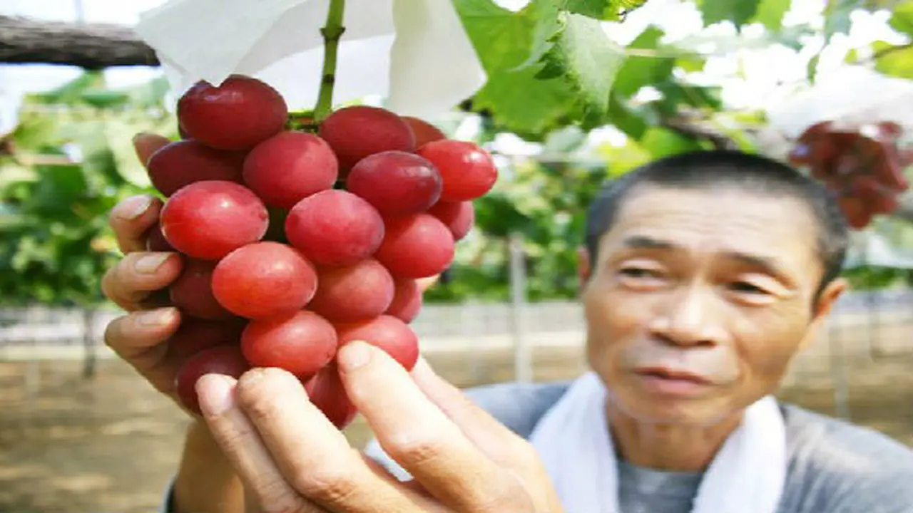 Anggur Jepang Seharga Ratusan Juta Rupiah