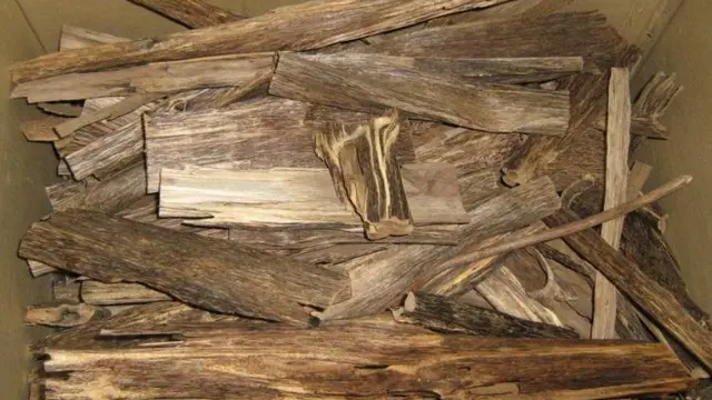 Pohon Diinfus