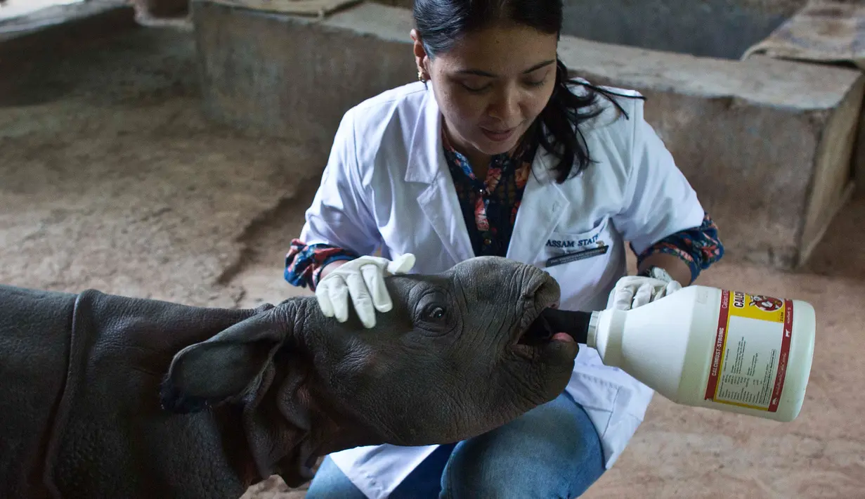 Ahli patologi hewan, Panchami Sharma memberi susu kepada bayi badak bertanduk satu di dalam kandang di Taman Zoologi Assam di Gauhati, India (5/6). (AP Photo/Anupam Nath)