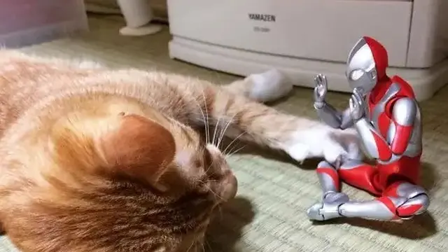 7 Potret Kucing Lagi Asik Bermain, Tingkahnya yang Bak Bocah Ini Bikin Gemas