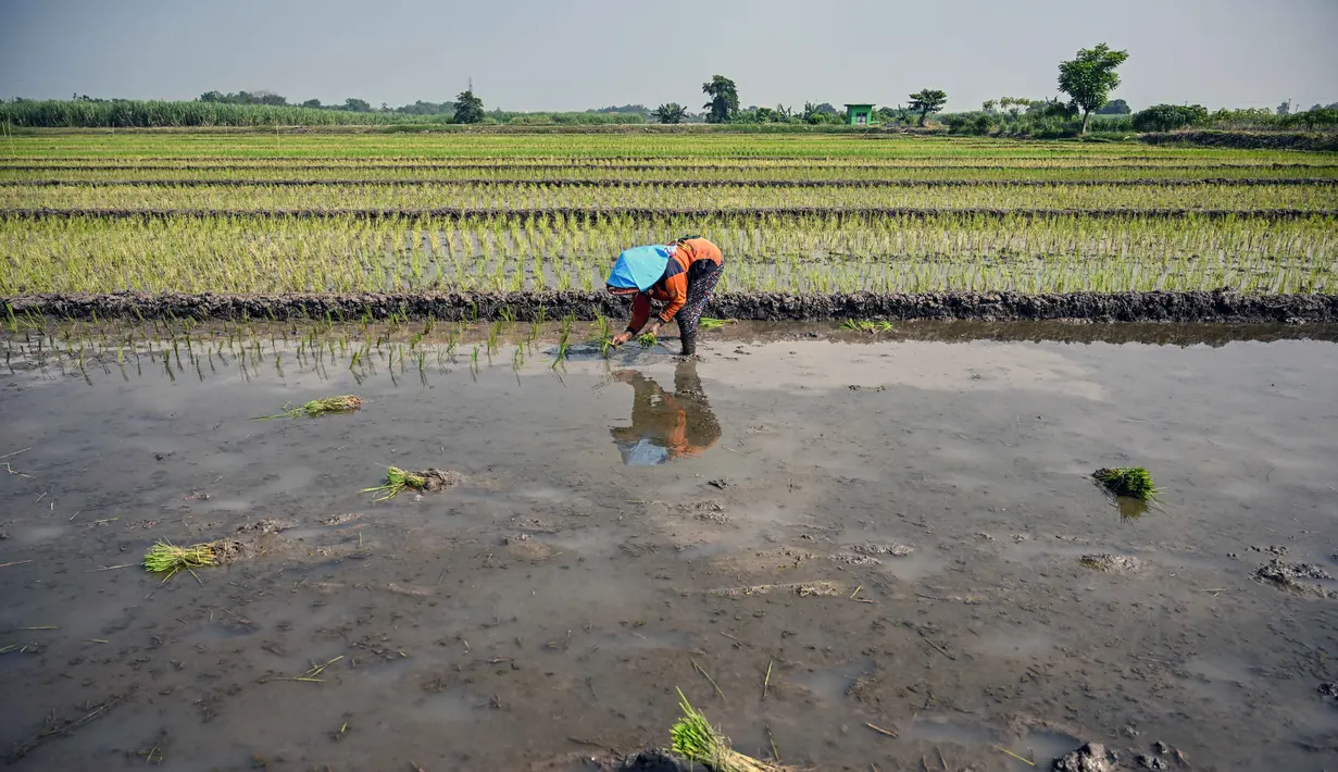 Seorang petani menanam bibit padi di Sidoarjo, Jawa Timur, Rabu 3 Juni 2026. (JUNI KRISWANTO/AFP)
