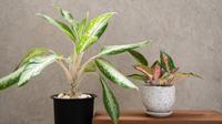 aglonema (sumber: freepik)