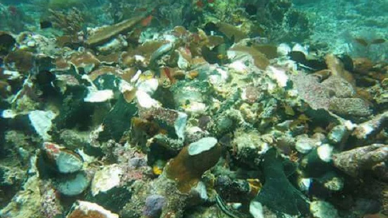 Spot Selam Favorit di Raja Ampat Mulai Ditinggalkan Penggemar 