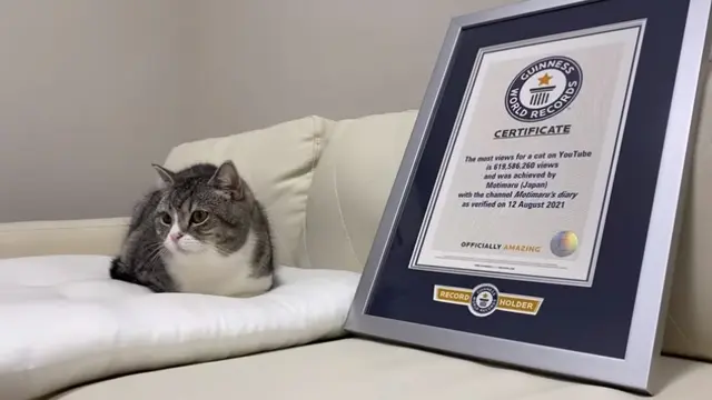Video Ditonton 600-an Juta Kali, Kucing di Jepang Raih Rekor Dunia Guinness