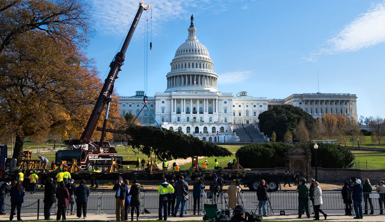 Sejumlah orang melihat para pekerja memasang pohon Natal raksasa di halaman Gedung Capitol AS di Washington, Senin (27/11). Pohon Natal tersebut tiba di Gedung Capitol setelah melalui perjalanan sejauh 3.000 mil dari Montana. (JIM WATSON/AFP)