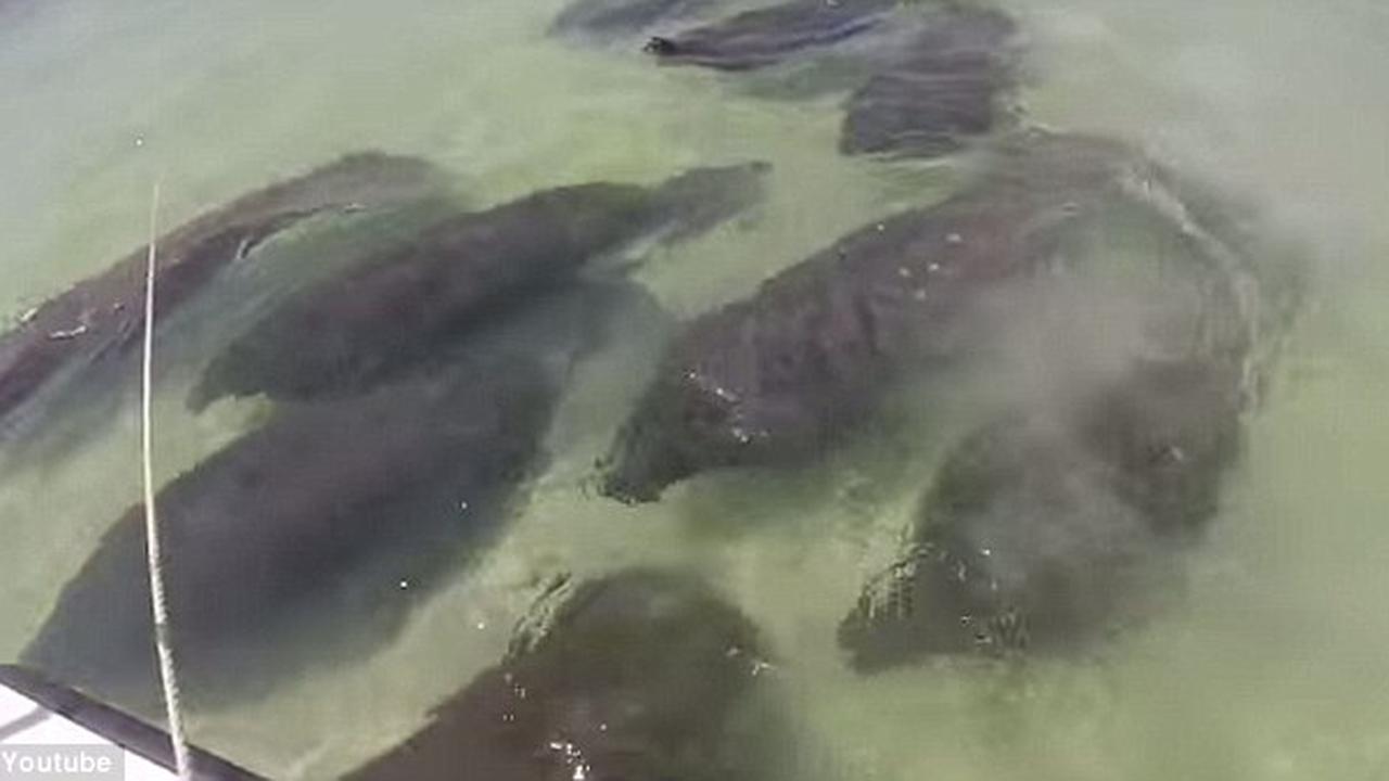 Sapi-sapi Laut Serbu Pantai Florida