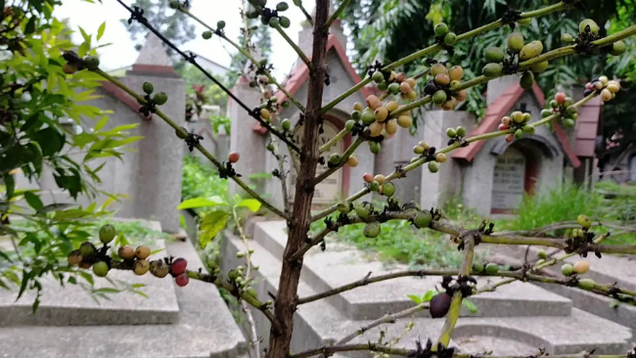 Cerita di balik Kebun Kopi Tulang di Kuburan Belanda