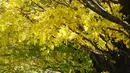 Para pengunjung berjalan di bawah pohon ginkgo selama musim gugur di Showa Memorial Park, Tokyo, Jepang (15/11). Pohon Ginkgo yang berasal dari Tiongkok ini dikenal sebagai pohon rambut gadis. (AP Photo / Eugene Hoshiko)