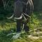 Gajah Indro Mati di TN Tesso Nilo, Tim Flying Squad Tersisa 5 Ekor