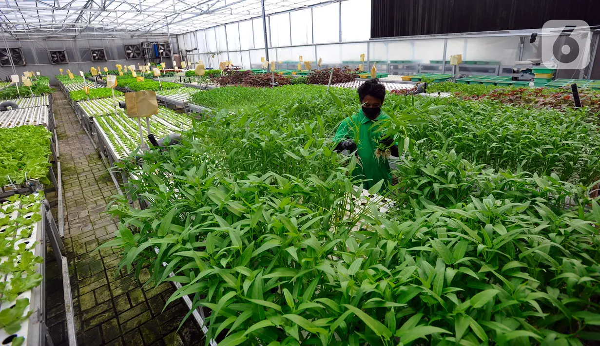 Petani memanen sayuran hidroponik pada areal bekas lapangan tenis di Greenville Farm, Tanjung Duren, Jakarta Barat, Senin (21/11/2022). Greenville Farm dirintis pada masa pandemi COVID-19 akibat terbengkalainya lapangan tenis. (merdeka.com/Arie Basuki)
