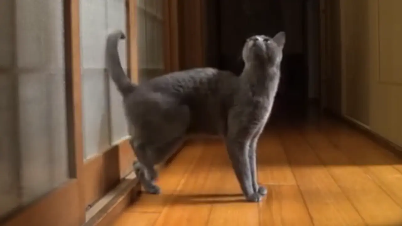 Kucing mengetuk pintu. (Youtube)