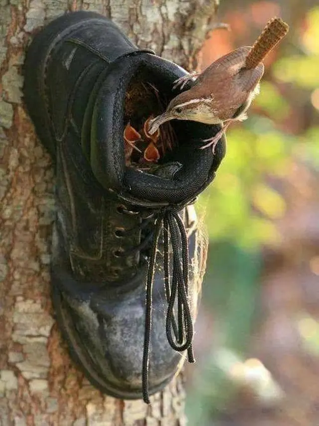 Jangan Dibuang, Ini 8 Potret Alih Fungsi Sepatu Bekas yang Bermanfaat