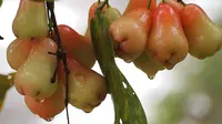 Cara Menanam Jambu Air di Ember Bekas, Solusi Berkebun Praktis