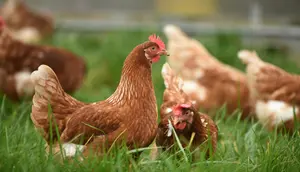 Cerita Haru Martin, Ayam Jantan yang Setia Tunggu Pemiliknya di Rumah Sakit