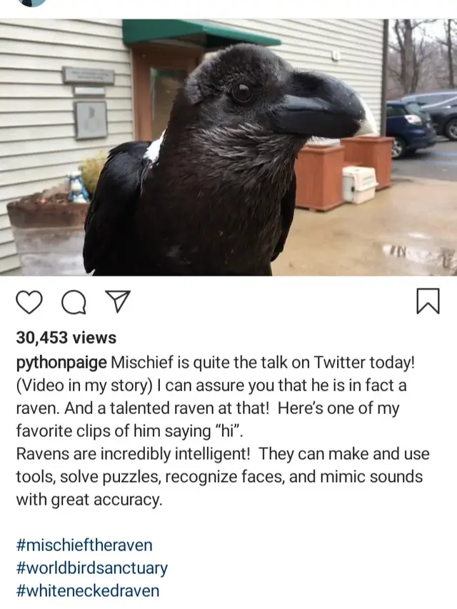 Kelinci atau Burung Gagak?