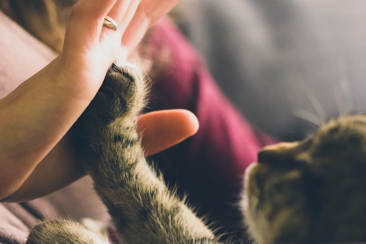Buat Haru, Seorang Anak Ajak Kucing Jalanan Mengobrol Hingga Dipeluk