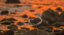 Seekor burung camar berdiri diatas bebatuan dengan latar belakang air laut yang berwarna oranye keemasan di Carpinteria, California (12/12). (David McNew / Getty Images / AFP)