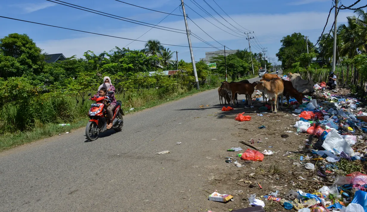 Pengendara motor melintasi kawanan sapi yang mengkonsumsi sampah limbah organik rumah tangga dalam kantong plastik  di pinggir jalan raya di Darul Imarah, Provinsi Aceh, Senin (4/10/2019). Sapi tersebut mencari makan dari tumpukan sampah. (Photo by CHAIDEER MAHYUDDIN / AFP)