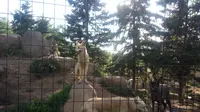 Satu momen menarik saat berkunjung ke Kebun Binatang Asahiyama, Jepang adalah melihat dan mendengarkan lolongan serigala di sore hari ( Foto : Abdi Susanto )