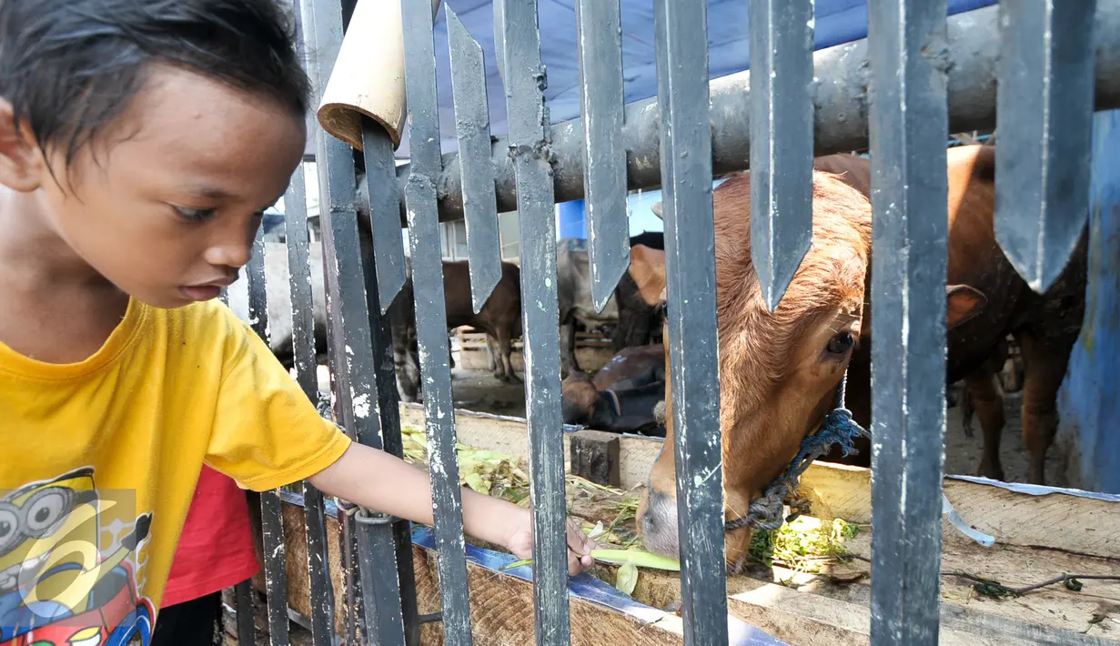 Seorang anak memberi makan sapi di tempat penjualan hewan kurban di kawasan Tanah Abang, Jakarta, Sabtu (3/9). Kambing dijajakkan dengan harga Rp2,2-5,5 juta, sedangkan harga sapi dibanderol Rp18-35 juta. (Liputan6.com/Yoppy Renato)