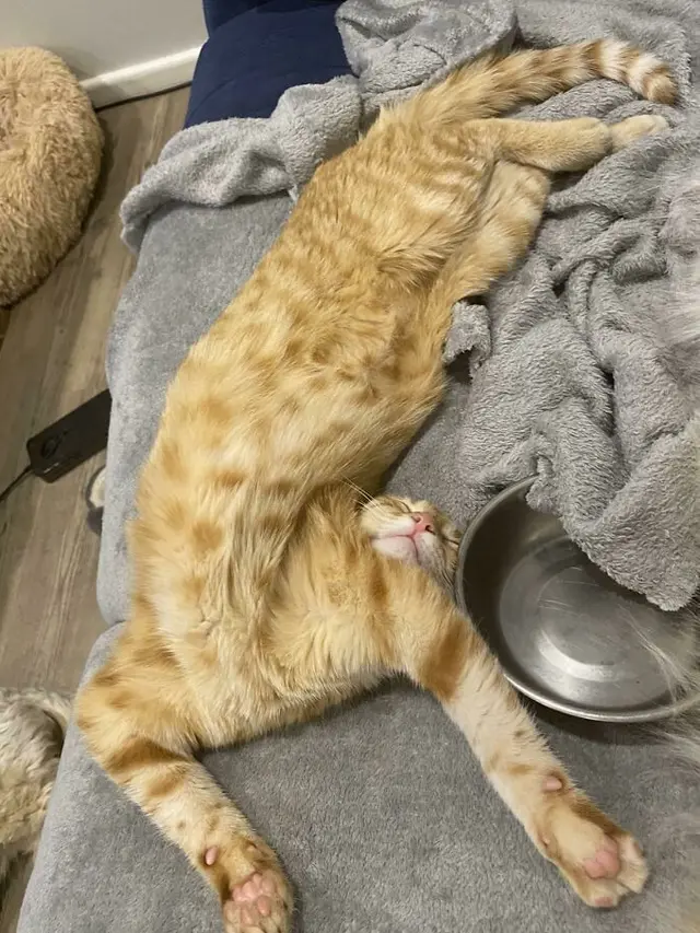 Enggak Habis Pikir, 8 Potret Posisi Tidur Kucing Oren Ini Bikin Tepuk Jidat