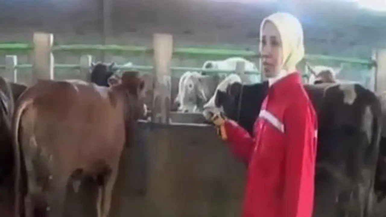 Surabaya Sidak Hewan Kurban, Petugas Temukan Kambing Berpenyakit