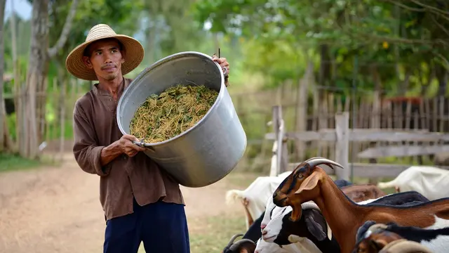 Cara Membuat Kangkung Kering untuk Pakan Ternak (Foto: Reve Art AI)