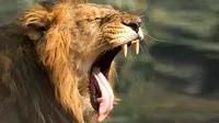 Aparat Gujarat mencari singa tersangka pemangsa 3 manusia (Reuters)