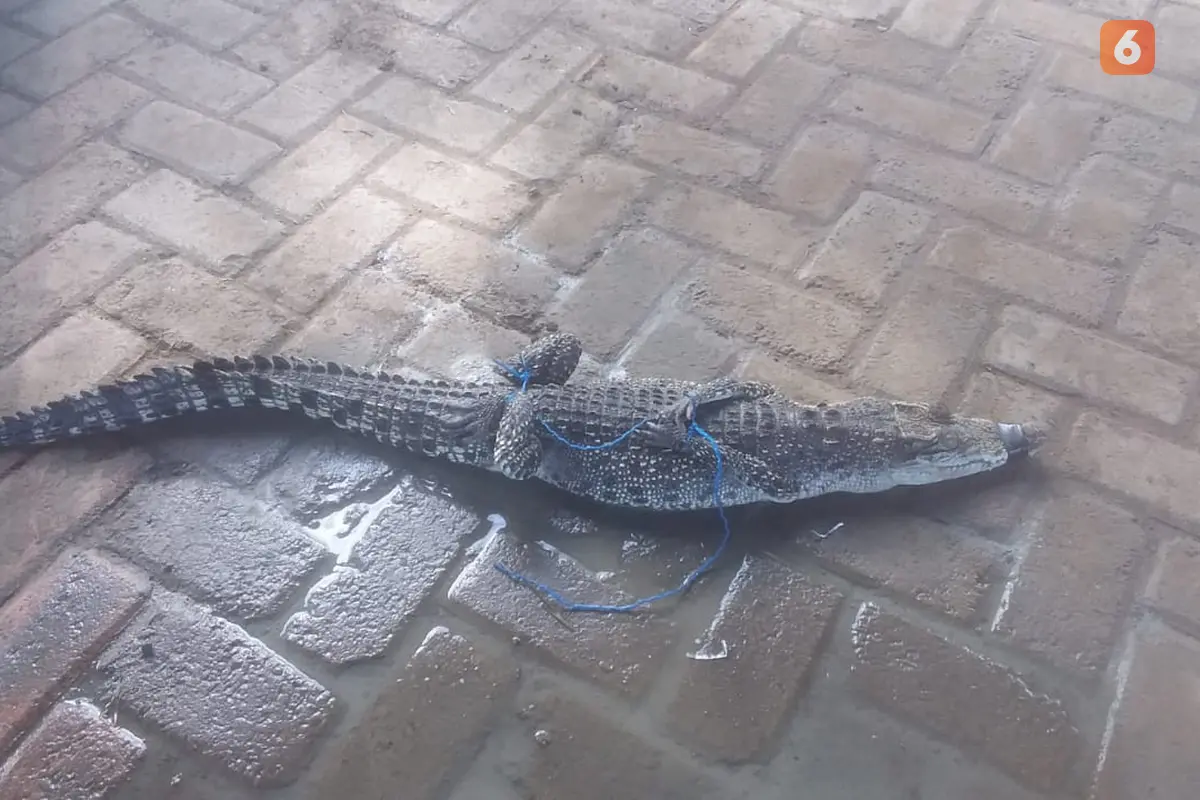 Penampakan seekor buaya yang muncul di area persawahan warga Desa Jono, Kecamatan Temayang, Kabupaten Bojonegoro, setelah diikat oleh petugas Damkar. (Liputan6.com/Ahmad Adirin)
