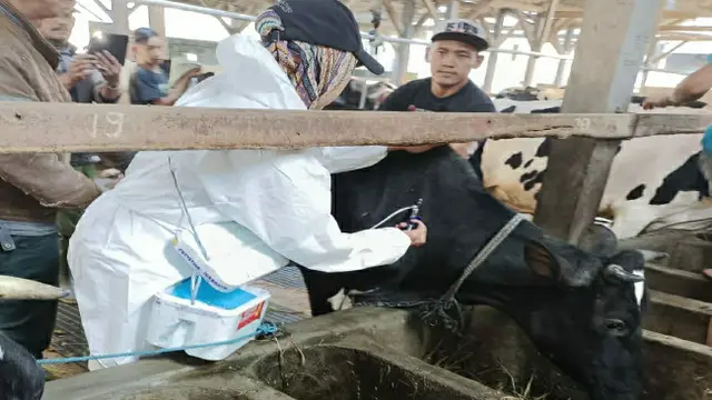 Sudah 8 Ribu Kasus PMK di Ngantang Malang, 500 Dosis Vaksin Didistribusikan