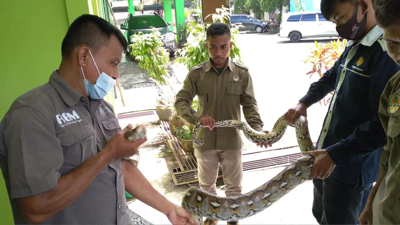 Ular piton yang ditangkap personel pemadam kebakaran Kota Kendari, dilepas ke alam liar, Kamis (20/5/2021).(Liputan6.com/Ahmad Akbar Fua)