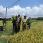 Petani melakukan panen di Ngawi. (Foto: Istimewa)