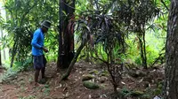 Seorang warga menunjukkan makam di tengah perkebunan pinus milik Perhutani yang menunjukkan bahwa pada masa lalu kawasan ini adalah perdesaan, di Cipari Kabupaten Cilacap, Jawa Tengah. (Foto: Liputan6.com/Muhamad Ridlo)