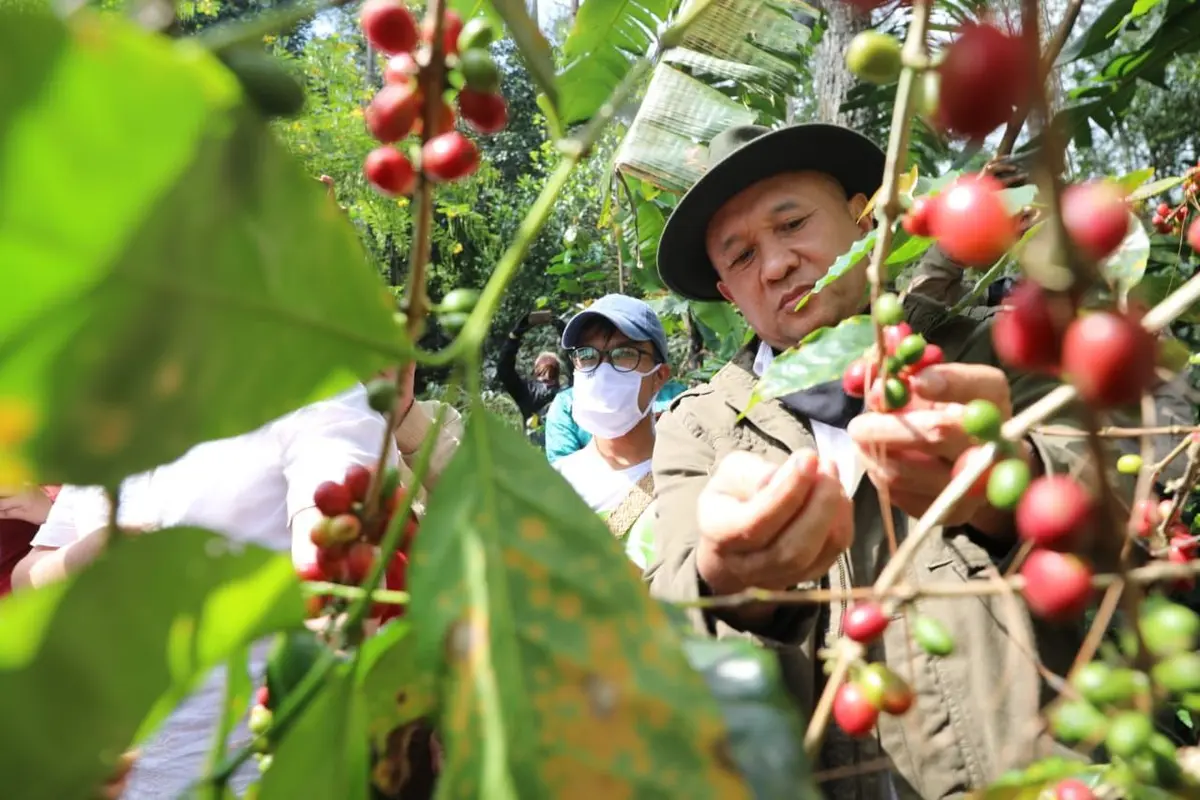 Menteri Koperasi dan UKM Teten Masduki panen kopi. (Dok Kemenkop)