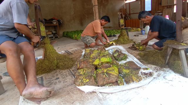 Tiga pekerja perempuan tengah merajang Mbako Siluk hasil petikan ketiga, keempat dan kelima. Mereka akan bekerja dua bulan penuh selama musim panen September-Oktober.