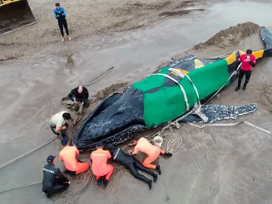 Anggota Prefektur Angkatan Laut Argentina dan para sukarelawan berusaha menyelamatkan seekor paus bungkuk yang terdampar di Mar del Plata, Argentina (9/4). (AP / Pablo Hugo Funes)