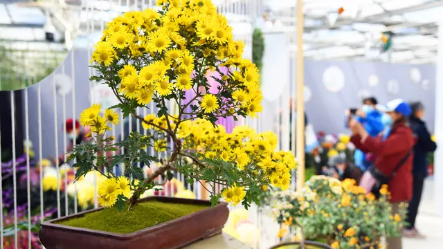 Pesona bunga krisan dalam acara pameran