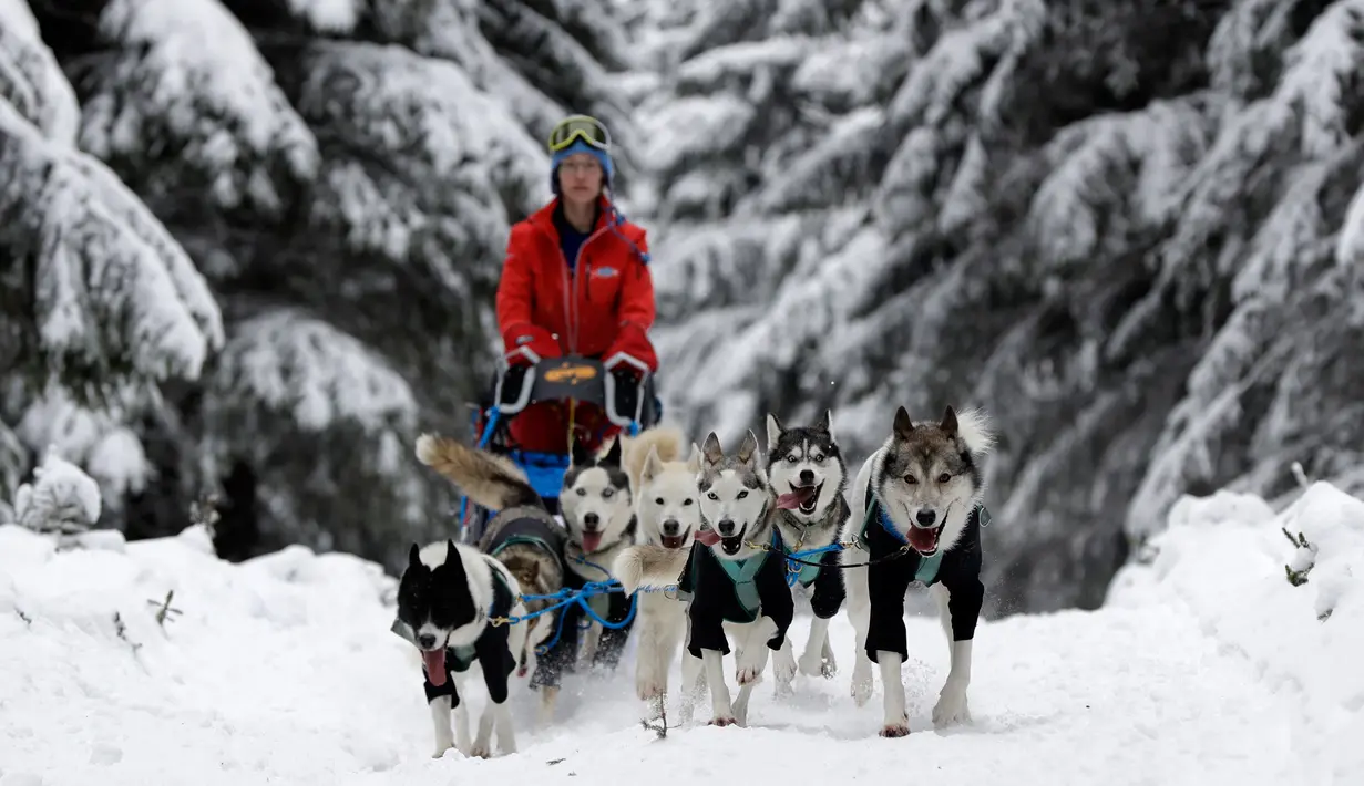Seorang musher mengendarai kereta luncur anjing tradisional pada lomba Sedivackuv Long di dekat Desa Destne v Orlickych Horach, Republik Ceko, Kamis (23/1/2020). Sedivackuv Long edisi ke-24 tahun ini berlangsung selama lima hari. (AP Photo/Petr David Josek)