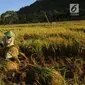 Petani memanen padi varietas Ciherang di areal persawahan Desa Ciwaru, Sukabumi, Sabtu (23/6). Petani mengeluhkan  harga gabah kering panen saat ini Rp 488 ribu/kwintal dibanding tahun lalu yang menembus Rp 600 ribu/kwintal. (Merdeka.com/Arie Basuki)