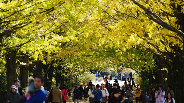 Musim Gugur di Jepang