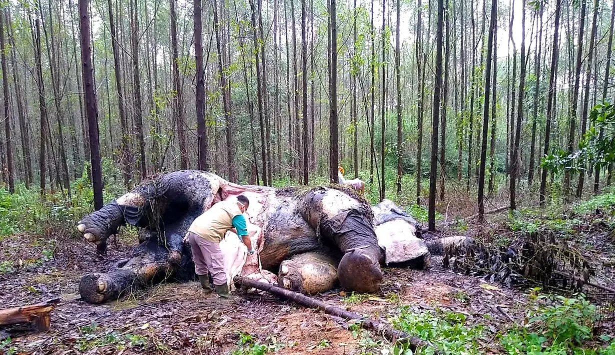 Kondisi gajah Sumatera yang ditemukan mati tanpa kepala dan gading di sebuah hutan di Bengkalis, Riau (20/11/2019). Gajah tersebut diyakini menjadi korban perburuan liar. (Indonesian Natural Resourches Co/AFP)