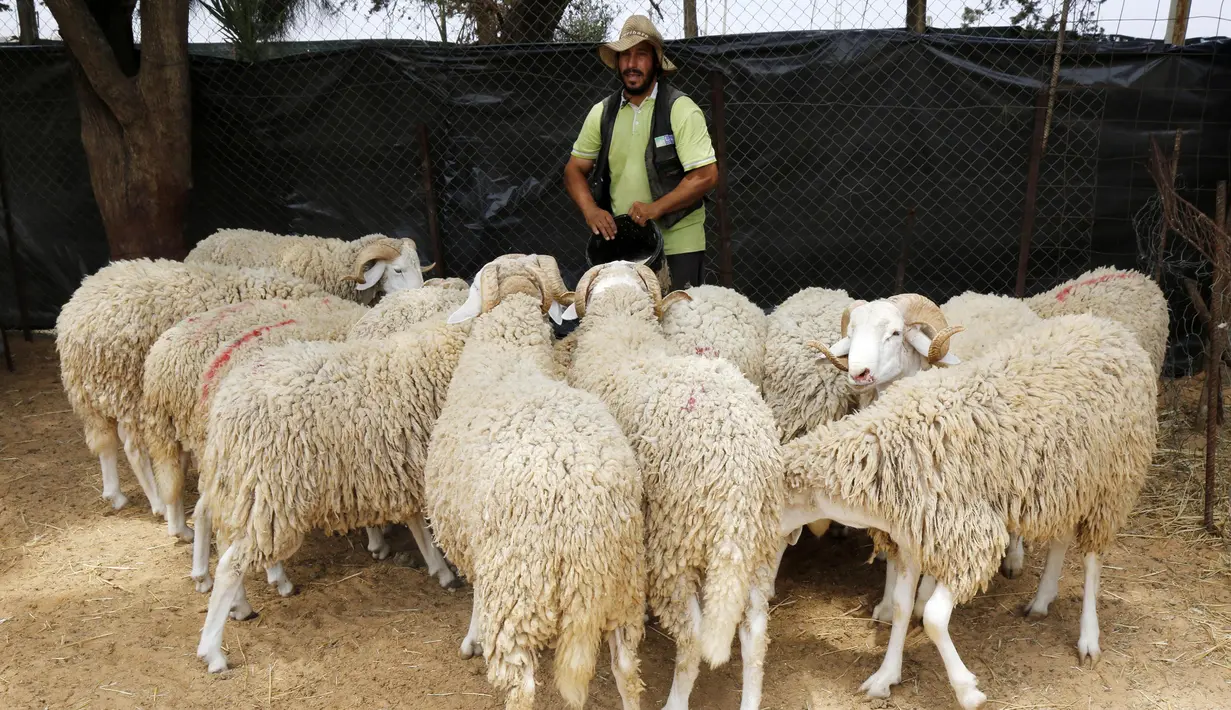 Seorang pria bekerja di sebuah kios penjualan domba kurban menjelang Hari Raya Idul Adha di Aljir, Aljazair, Minggu (12/7/2020). (Xinhua)