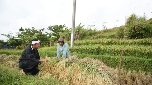Petani Garut Sambut Panen Raya, Purwakarta Surplus Beras