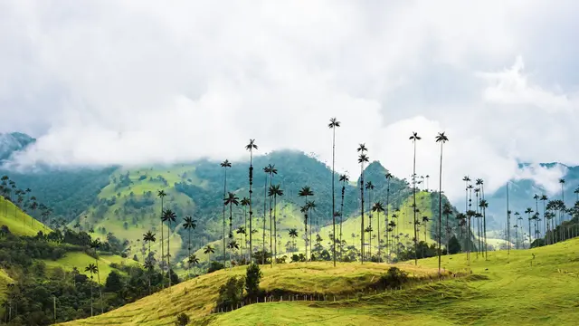 Cocora Valley