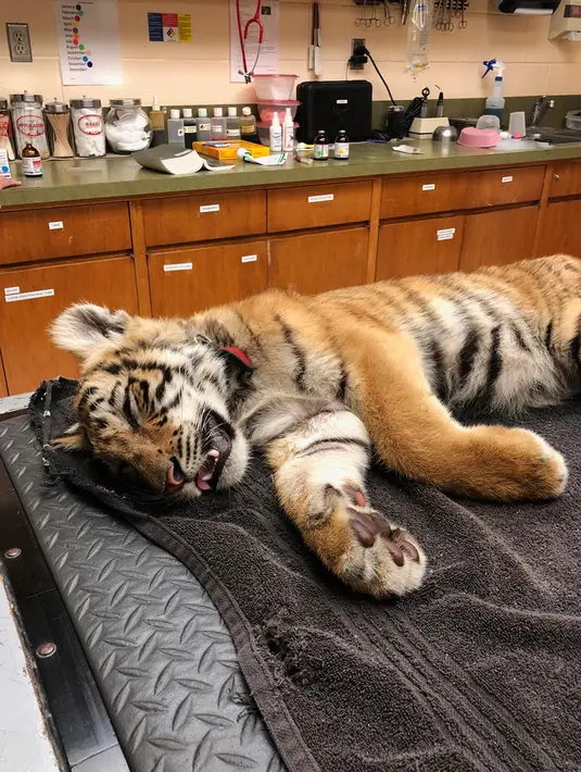 Seekor anak harimau berada di atas meja Kebun Binatang Gladys Porter, Brownsville, 30 April 2018. Agen patroli perbatasan Amerika Serikat menemukan anak harimau di tas yang ditinggalkan orang-orang yang mencoba memasuki negara itu secara ilegal. (AP)