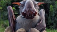 Kelelawar Berkepala Palu (Sumber: Sarah H. Olson/Wikipedia)