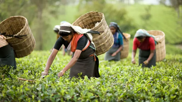 Kebun teh