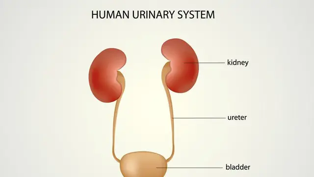 Ureter dan Uretra, Apa Bedanya?