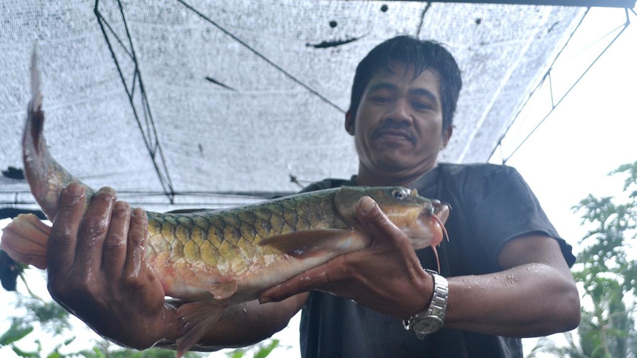 Pekerja di pusat pembibitan ikan Dewa menyeleksi indukan yang siap memijah. (Foto: Liputan6.com/Muhamad Ridlo)