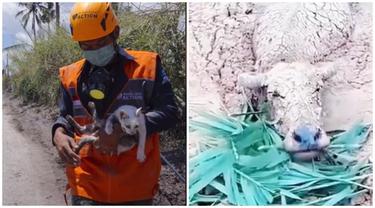 6 Video Penyelamatan Hewan Akibat Erupsi Gunung Semeru, Tim Relawan Banjir Pujian